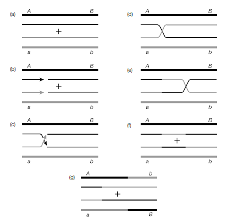 1422_Homologous recombination.png